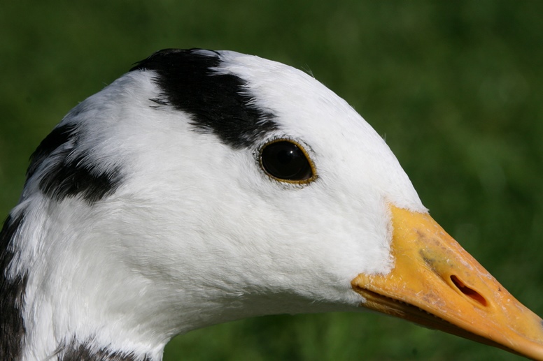 bar-headed goose